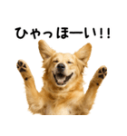 ゴールデンレトリバー★超便利な即返信！（個別スタンプ：3）