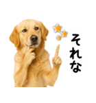 ゴールデンレトリバー★超便利な即返信！（個別スタンプ：4）