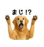 ゴールデンレトリバー★超便利な即返信！（個別スタンプ：6）