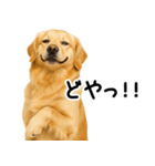 ゴールデンレトリバー★超便利な即返信！（個別スタンプ：12）
