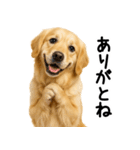 ゴールデンレトリバー★超便利な即返信！（個別スタンプ：14）