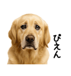 ゴールデンレトリバー★超便利な即返信！（個別スタンプ：15）
