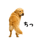 ゴールデンレトリバー★超便利な即返信！（個別スタンプ：16）