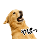 ゴールデンレトリバー★超便利な即返信！（個別スタンプ：19）
