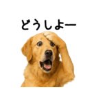 ゴールデンレトリバー★超便利な即返信！（個別スタンプ：21）