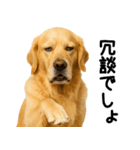 ゴールデンレトリバー★超便利な即返信！（個別スタンプ：23）