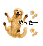 ゴールデンレトリバー★超便利な即返信！（個別スタンプ：24）