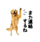 ゴールデンレトリバー★超便利な即返信！（個別スタンプ：29）