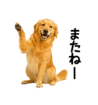 ゴールデンレトリバー★超便利な即返信！（個別スタンプ：30）