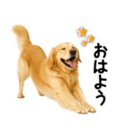 ゴールデンレトリバー★超便利な即返信！（個別スタンプ：31）