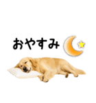 ゴールデンレトリバー★超便利な即返信！（個別スタンプ：32）