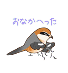 いろんな野鳥スタンプ2（個別スタンプ：33）
