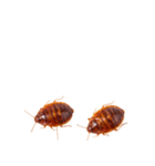 トコジラミ 実写（個別スタンプ：25）