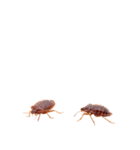 トコジラミ 実写（個別スタンプ：36）