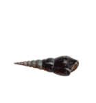 カラフルでかわいい小さな貝殻 実写（個別スタンプ：6）