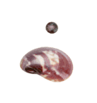 カラフルでかわいい小さな貝殻 実写（個別スタンプ：8）