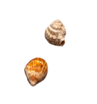 カラフルでかわいい小さな貝殻 実写（個別スタンプ：14）
