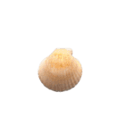 カラフルでかわいい小さな貝殻 実写（個別スタンプ：22）