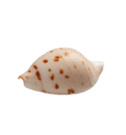カラフルでかわいい小さな貝殻 実写（個別スタンプ：32）