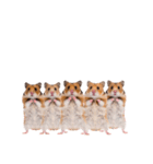 カンフー！？ハムスター（個別スタンプ：39）