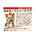 架空犬わんこ図鑑（個別スタンプ：1）