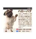 架空犬わんこ図鑑（個別スタンプ：2）