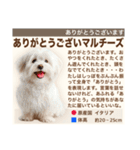 架空犬わんこ図鑑（個別スタンプ：5）