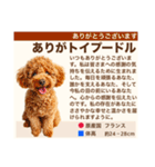 架空犬わんこ図鑑（個別スタンプ：6）