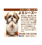 架空犬わんこ図鑑（個別スタンプ：11）
