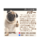 架空犬わんこ図鑑（個別スタンプ：14）