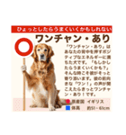 架空犬わんこ図鑑（個別スタンプ：26）