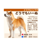 架空犬わんこ図鑑（個別スタンプ：28）