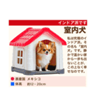 架空犬わんこ図鑑（個別スタンプ：32）
