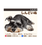 架空犬わんこ図鑑（個別スタンプ：36）