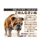 架空犬わんこ図鑑（個別スタンプ：39）