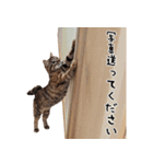 shinsumi2（個別スタンプ：14）