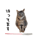shinsumi2（個別スタンプ：15）
