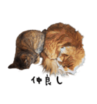 shinsumi2（個別スタンプ：16）