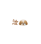 癒しシーズーの極省スペースで丁寧敬語（個別スタンプ：34）