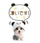 パンダ帽が可愛い猫 吹き出し 敬語 BIG（個別スタンプ：14）
