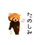 おどる！レッサーパンダ（個別スタンプ：4）