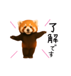 おどる！レッサーパンダ（個別スタンプ：6）