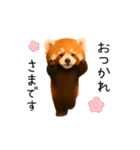 おどる！レッサーパンダ（個別スタンプ：16）
