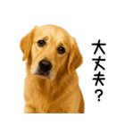 ゴールデンレトリバー★よく使うスタンプ♪（個別スタンプ：19）
