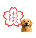 ゴールデンレトリバー★よく使うスタンプ♪（個別スタンプ：30）