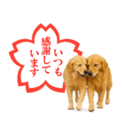 ゴールデンレトリバー★よく使うスタンプ♪（個別スタンプ：32）
