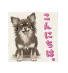 毎日使えるチョコタンチワワの日常スタンプ（個別スタンプ：1）