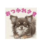 毎日使えるチョコタンチワワの日常スタンプ（個別スタンプ：3）