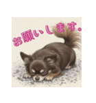 毎日使えるチョコタンチワワの日常スタンプ（個別スタンプ：12）