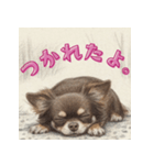 毎日使えるチョコタンチワワの日常スタンプ（個別スタンプ：16）